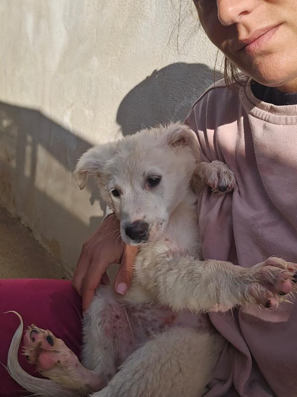 Mimì Splendida Cucciola Cerca Adozione Foto 4