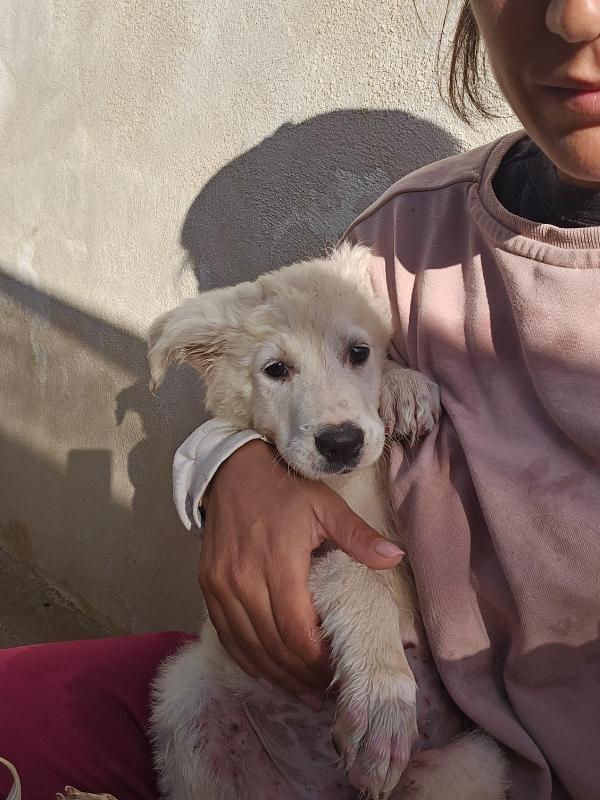 Mimì Splendida Cucciola Cerca Adozione Foto 5