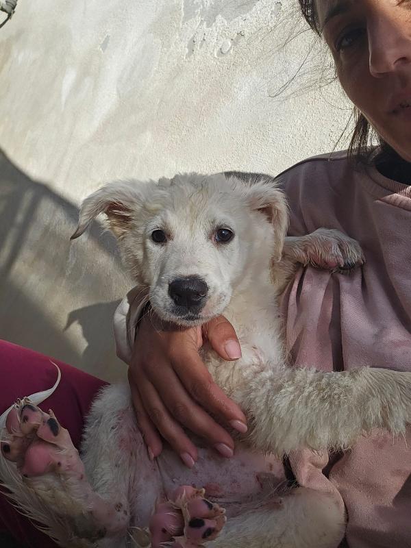 Mimì Splendida Cucciola Cerca Adozione Foto 6
