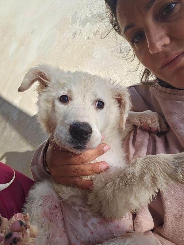 Mimì Splendida Cucciola Cerca Adozione Foto 7