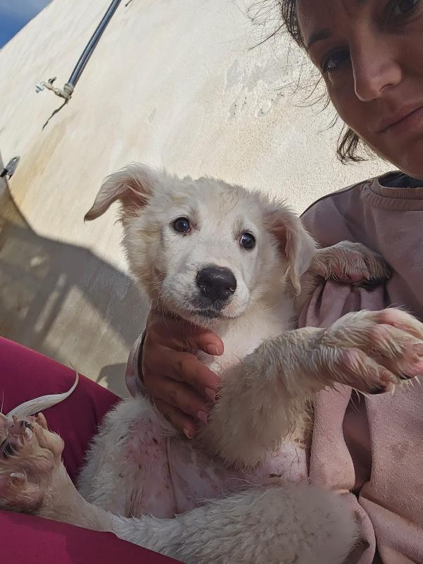 Mimì Splendida Cucciola Cerca Adozione Foto 8