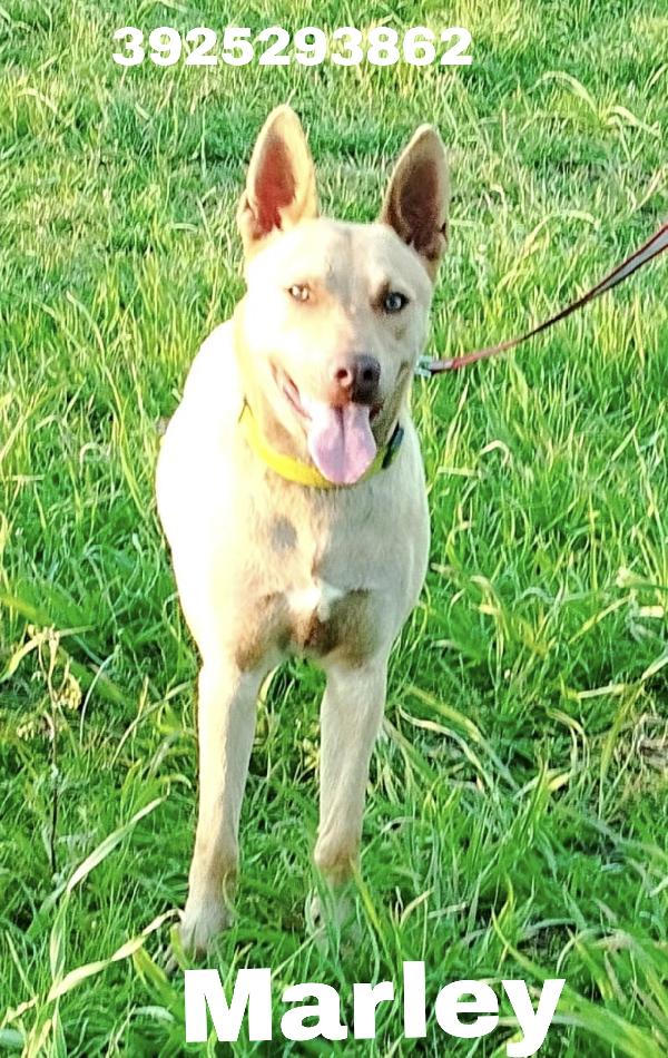 Marley Un Bellissimo Cane Non Riesce A Trovare Casa