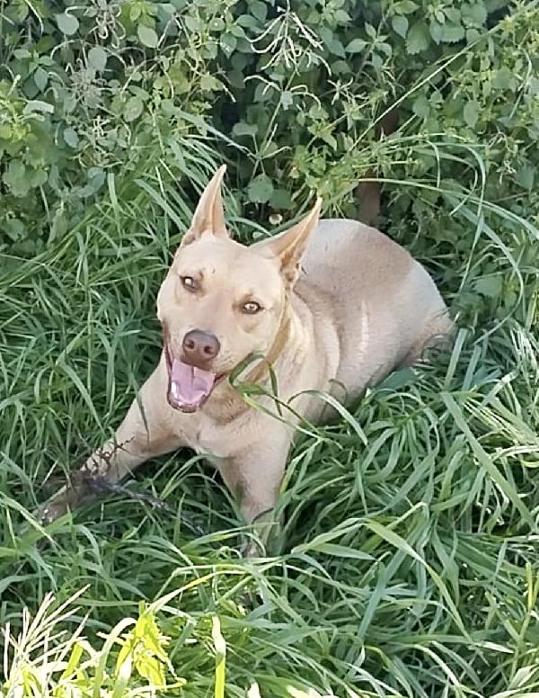 Marley un bellissimo cane non riesce a trovare casa Foto 3