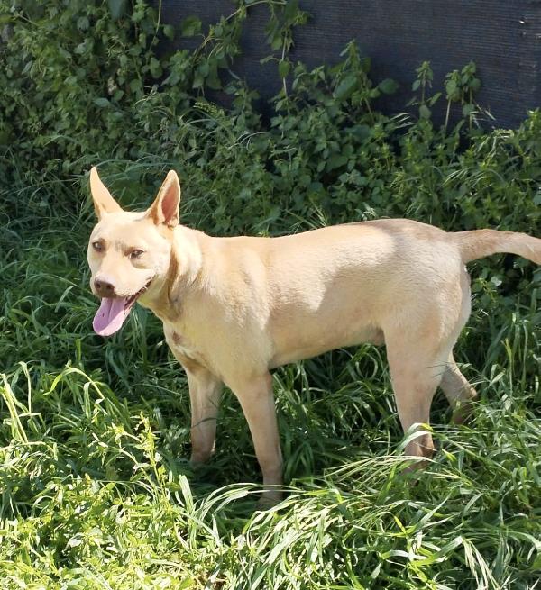 Marley un bellissimo cane non riesce a trovare casa Foto 4