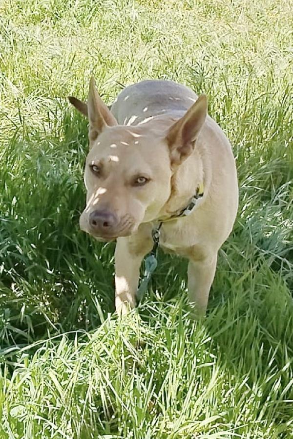 Marley un bellissimo cane non riesce a trovare casa Foto 5