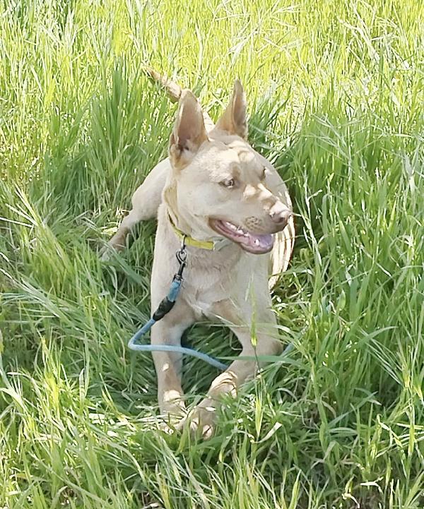 Marley un bellissimo cane non riesce a trovare casa Foto 6