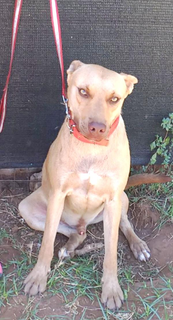 Marley un bellissimo cane non riesce a trovare casa Foto 7