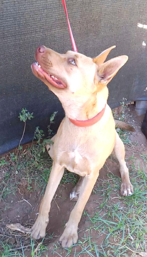 Marley un bellissimo cane non riesce a trovare casa Foto 8