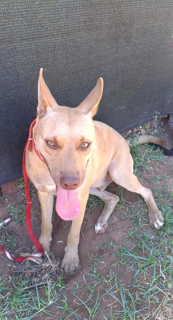 Marley un bellissimo cane non riesce a trovare casa Foto 9