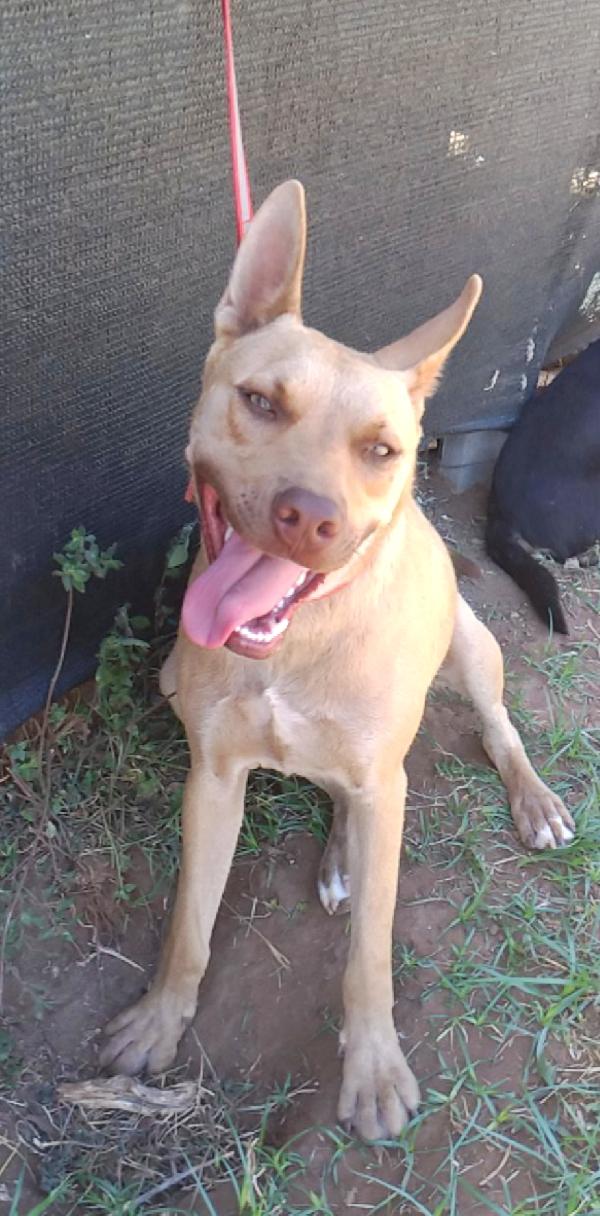 Marley un bellissimo cane non riesce a trovare casa Foto 10