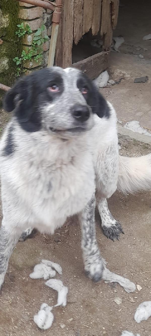 Buk Cagnolone Taglia Grande Cerca Casa Foto 2
