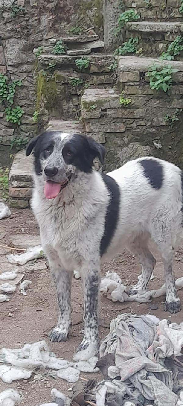 Buk Cagnolone Taglia Grande Cerca Casa Foto 3