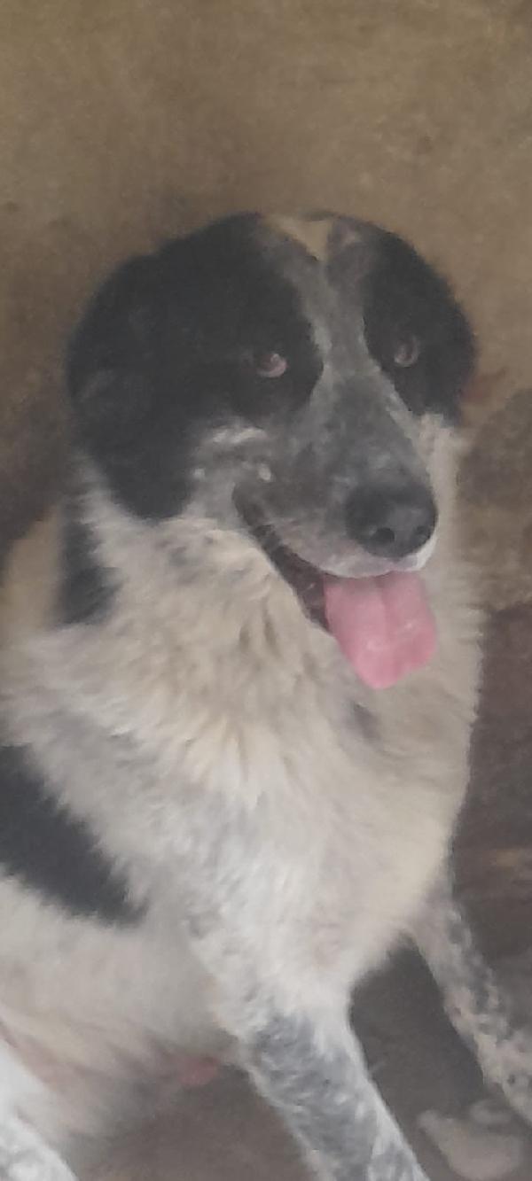 Buk Cagnolone Taglia Grande Cerca Casa Foto 4