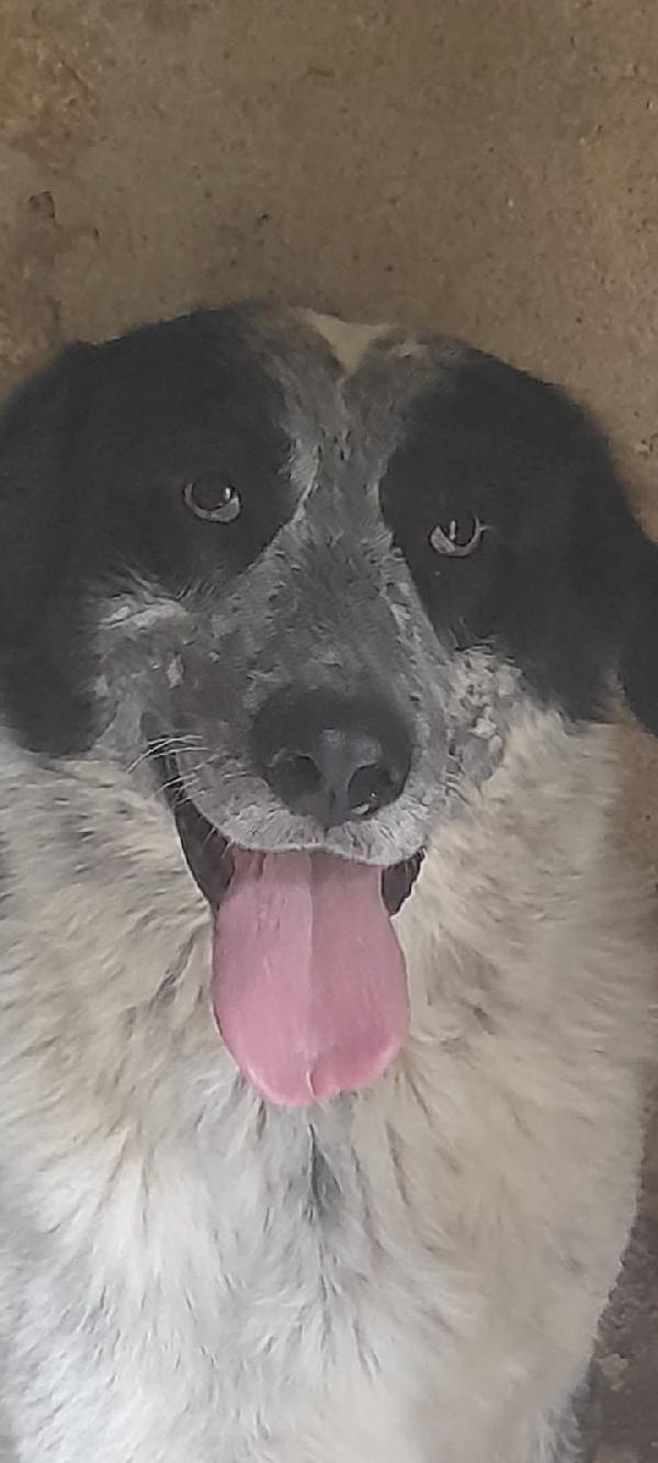 Buk Cagnolone Taglia Grande Cerca Casa Foto 5