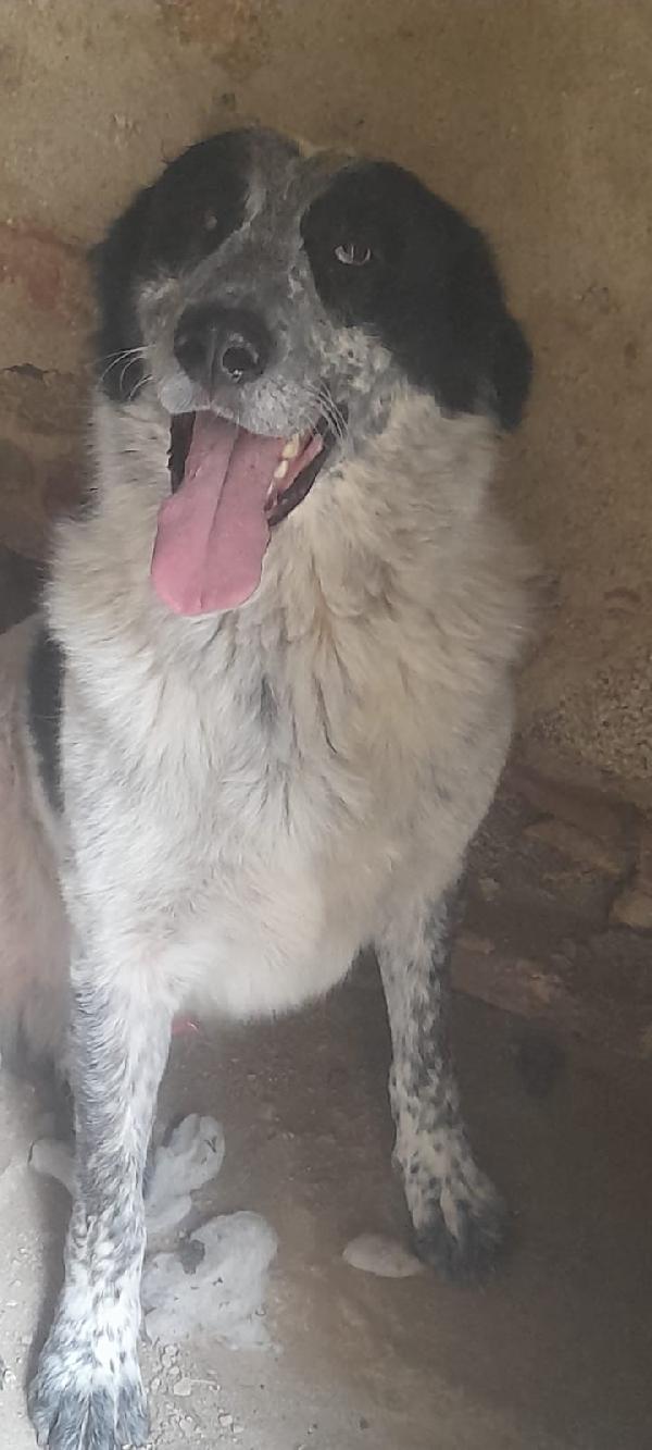 Buk Cagnolone Taglia Grande Cerca Casa Foto 6