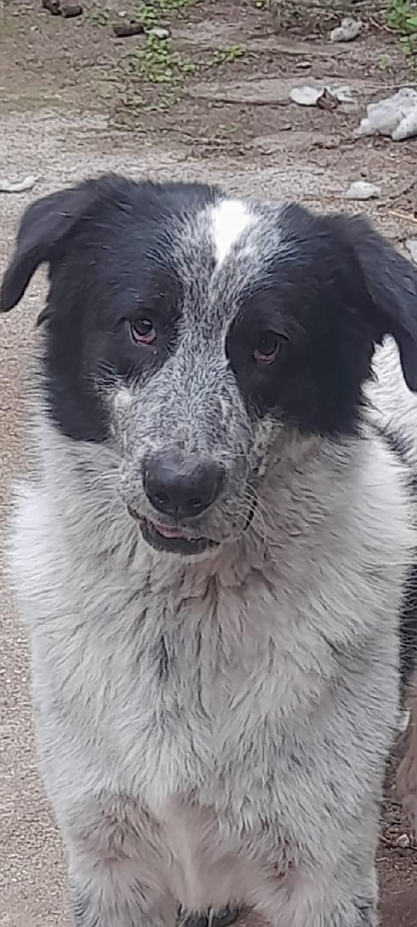 Buk Cagnolone Taglia Grande Cerca Casa Foto 7