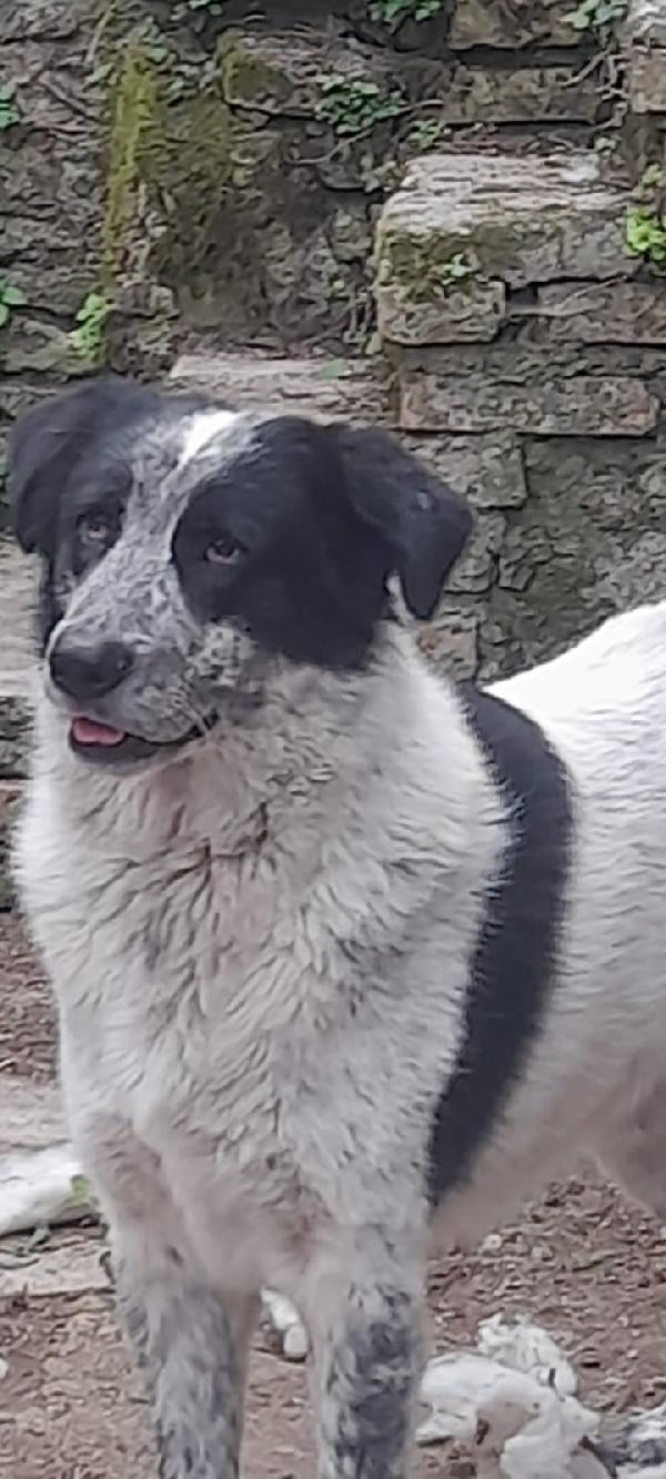 Buk Cagnolone Taglia Grande Cerca Casa Foto 8