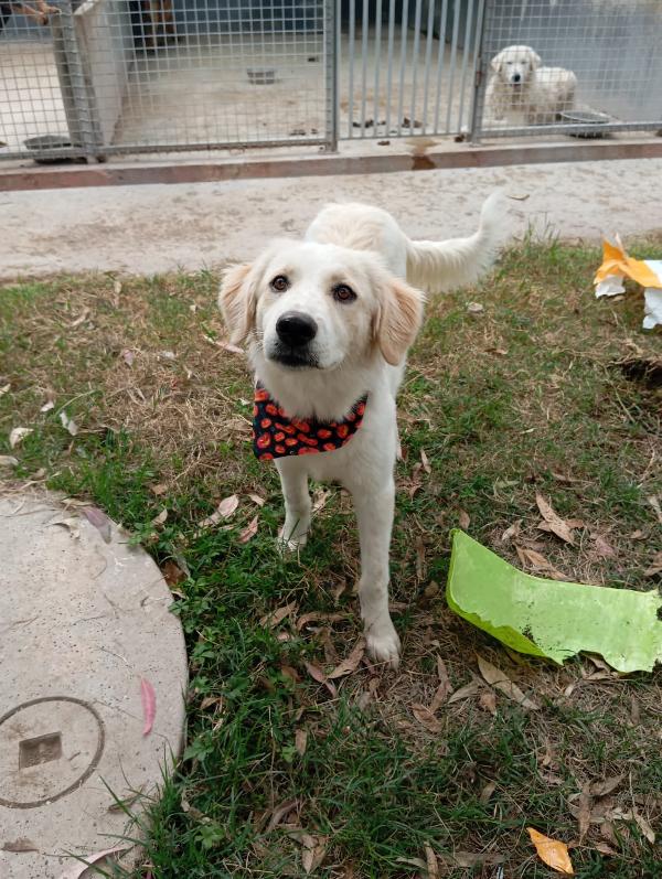 Fido, Simil Golden! 