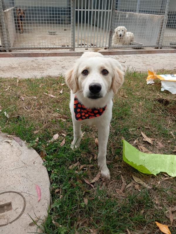 Fido, simil golden!  Foto 2