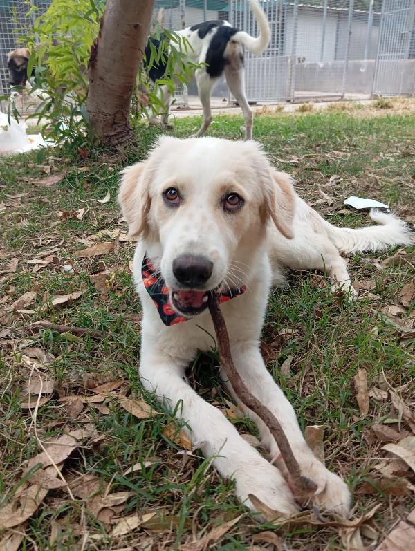 Fido, simil golden!  Foto 4