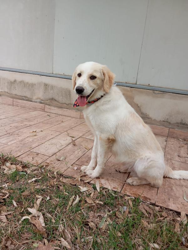 Fido, simil golden!  Foto 5