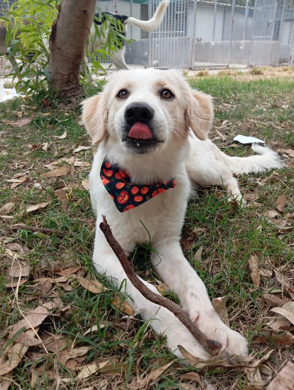 Fido, simil golden!  Foto 6
