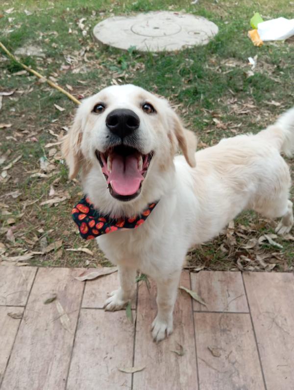 Fido, simil golden!  Foto 7