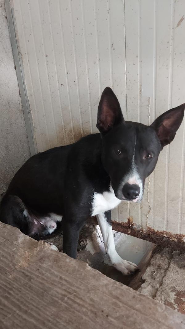 Ringo! (25Kg)