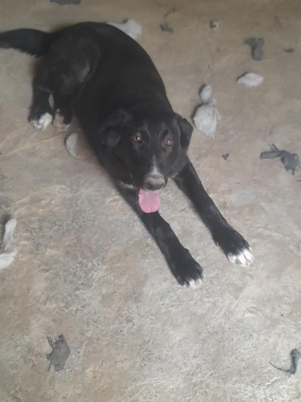 Black meraviglioso giovanotto dal manto nero cerca casa Foto 3