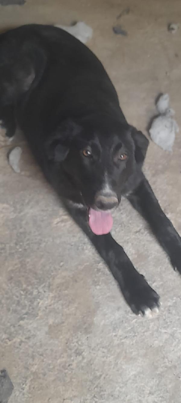 Black meraviglioso giovanotto dal manto nero cerca casa Foto 4