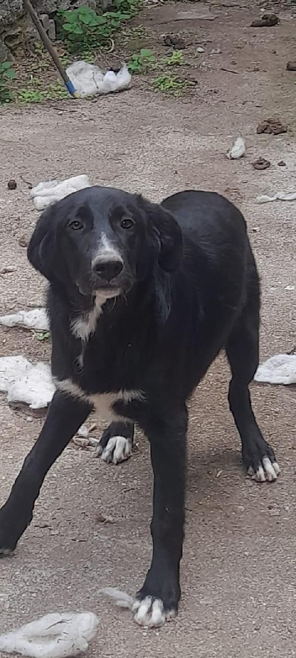 Black meraviglioso giovanotto dal manto nero cerca casa Foto 5
