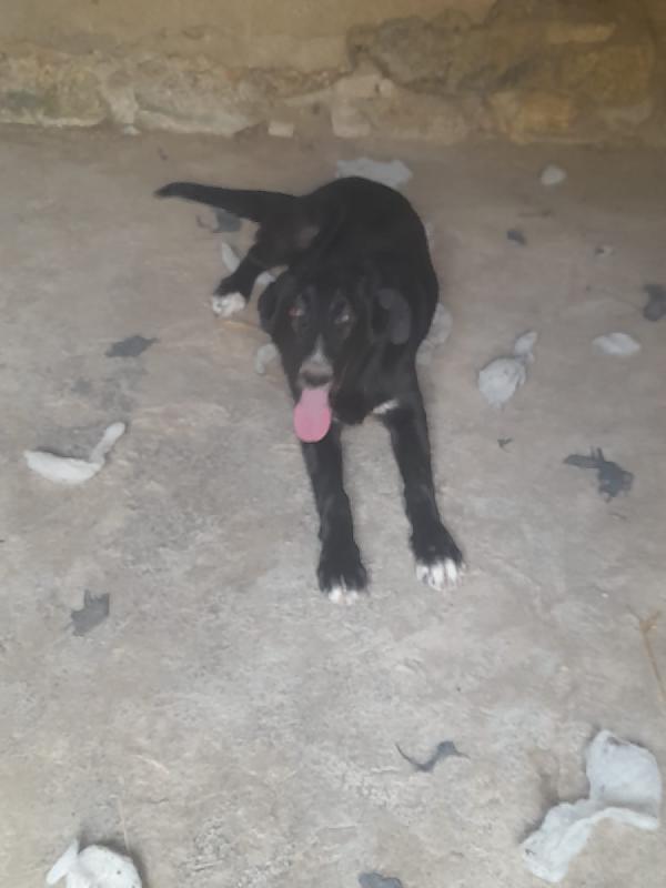 Black meraviglioso giovanotto dal manto nero cerca casa Foto 6