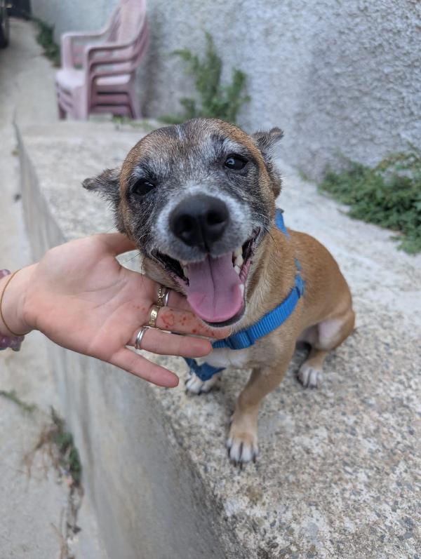 Billy Cagnolino Di Soli 5 Kg Cerca Famiglia 