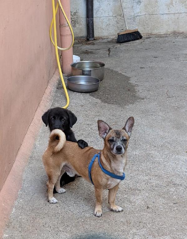Billy Cagnolino Di Soli 5 Kg cerca famiglia  Foto 2