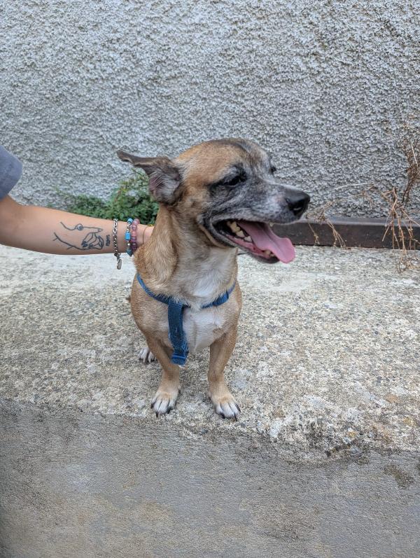 Billy Cagnolino Di Soli 5 Kg cerca famiglia  Foto 3