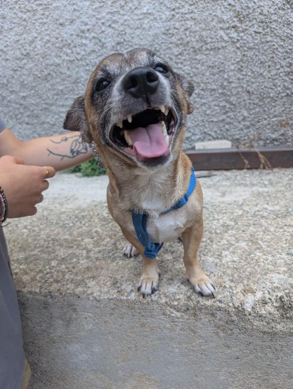 Billy Cagnolino Di Soli 5 Kg cerca famiglia  Foto 4