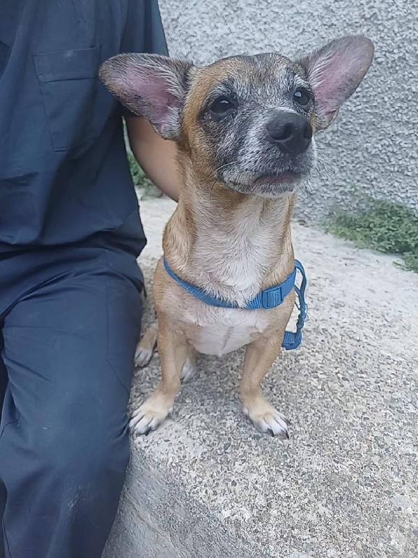 Billy Cagnolino Di Soli 5 Kg cerca famiglia  Foto 5