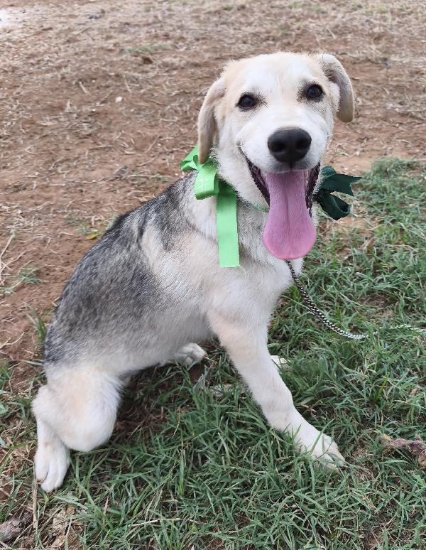 Cuccioli in adozione aiutiamoli a trovare casa  Foto 7