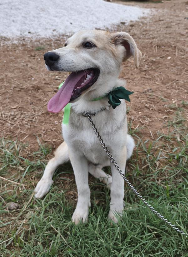 Cuccioli in adozione aiutiamoli a trovare casa  Foto 11