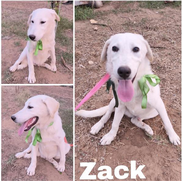Jago e Zack cuccioloni in adozione  Foto 6