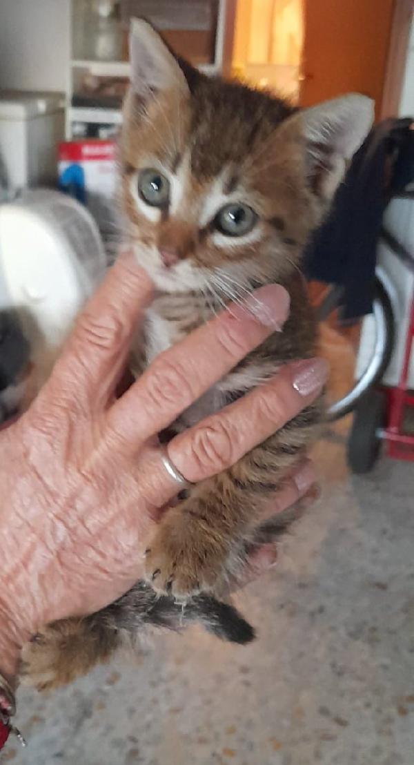 Gattine due mesi Foto 2