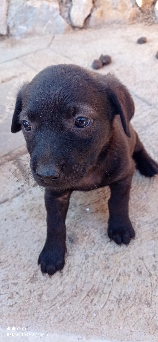 Cuccioli cuccioli cuccioli 🥺🥺🥺🍀 Foto 2