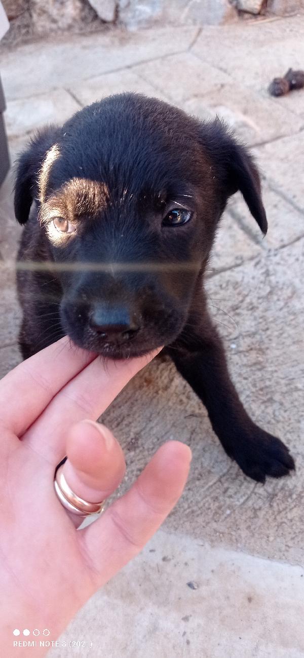Cuccioli cuccioli cuccioli 🥺🥺🥺🍀 Foto 3