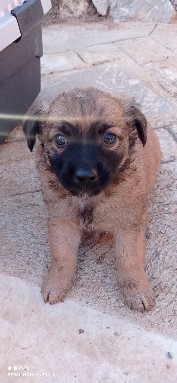 Cuccioli cuccioli cuccioli 🥺🥺🥺🍀 Foto 4
