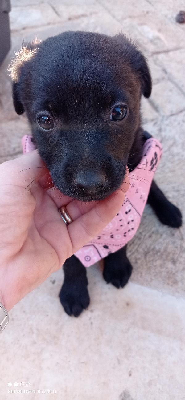 Cuccioli cuccioli cuccioli 🥺🥺🥺🍀 Foto 5