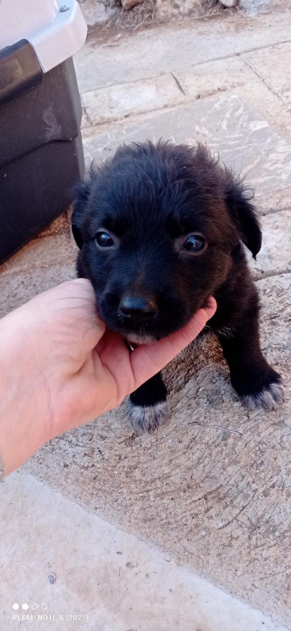 Cuccioli cuccioli cuccioli 🥺🥺🥺🍀 Foto 6