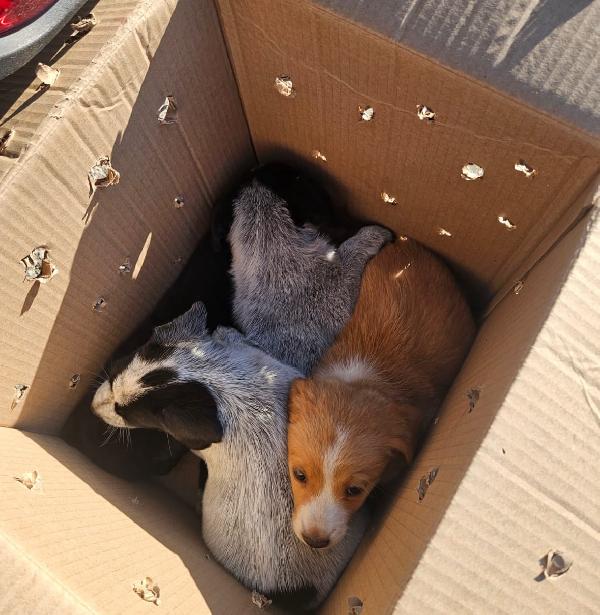 Ape meravigliosa cucciola cerca casa  Foto 2