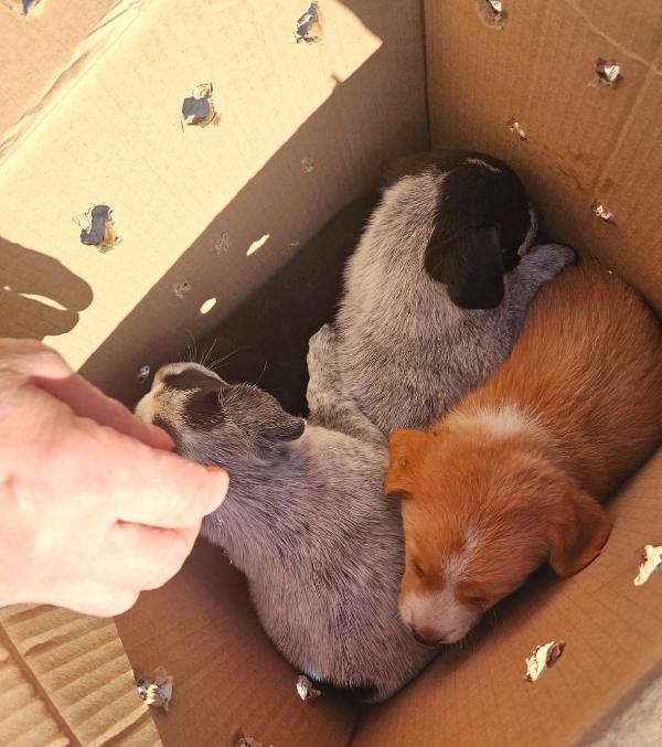 Ape meravigliosa cucciola cerca casa  Foto 4