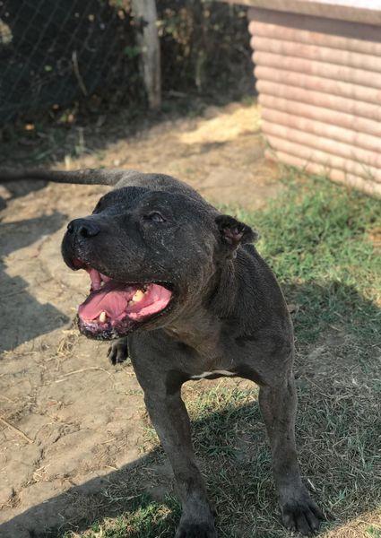 Bambacione, il nome adatto a lui Foto 6