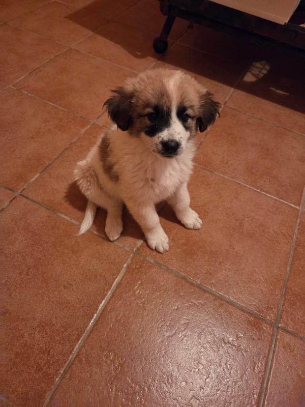 Zoe Splendida Cucciola Simil Pastore Australiano 